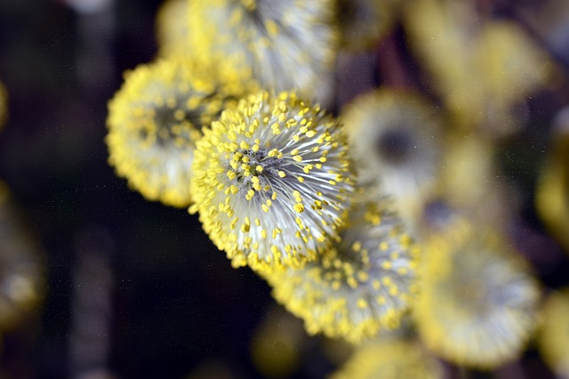 lenti a contatto-allergia